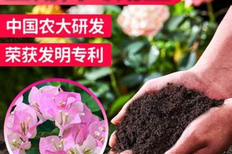 三角梅花期后如何施肥