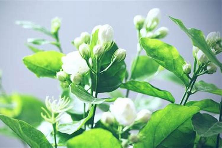 茉莉花施什么肥最好 适合用什么肥料