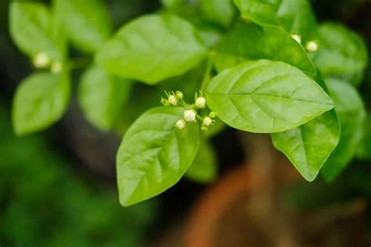茉莉花施什么肥好茉莉花应该施什么肥