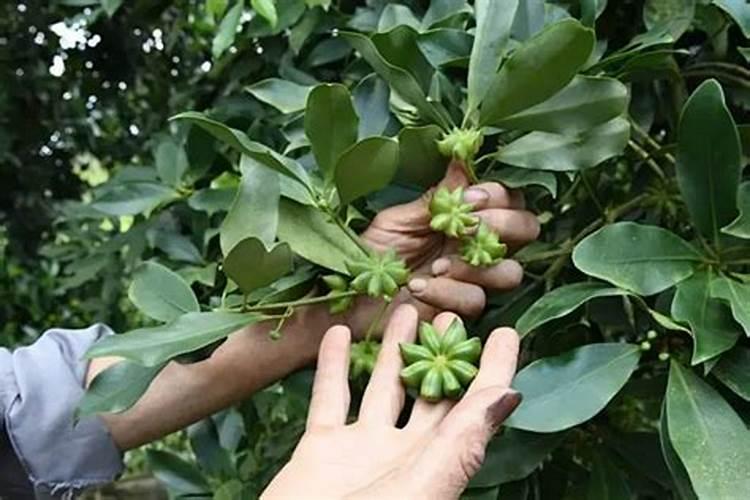 叶面喷施硼肥的最佳时间 硼肥应该怎么用