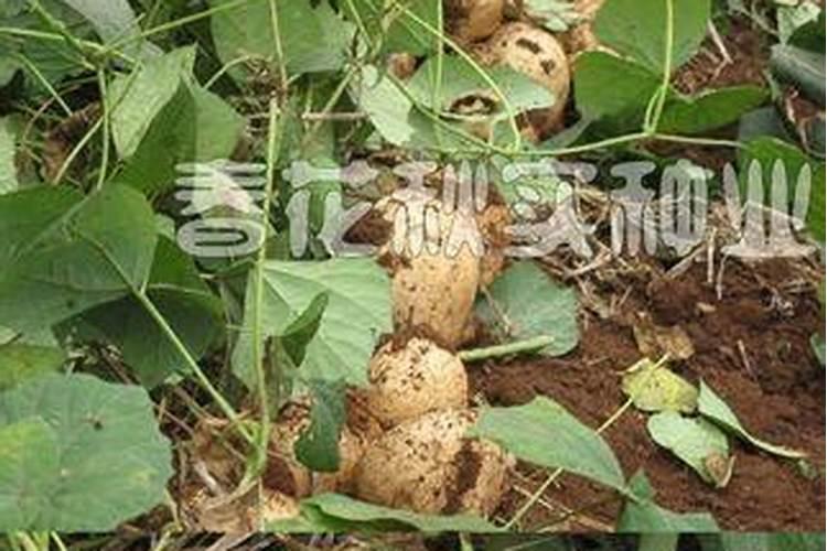 凉薯需要什么肥料 追肥技术有哪些