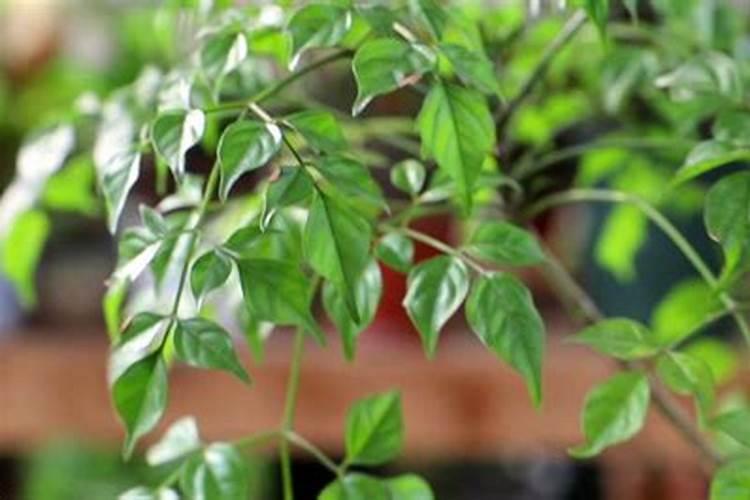 幸福树多久施肥一次用什么肥料好？