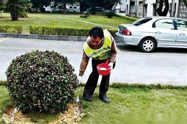 绿化树木为什么要冬季施肥