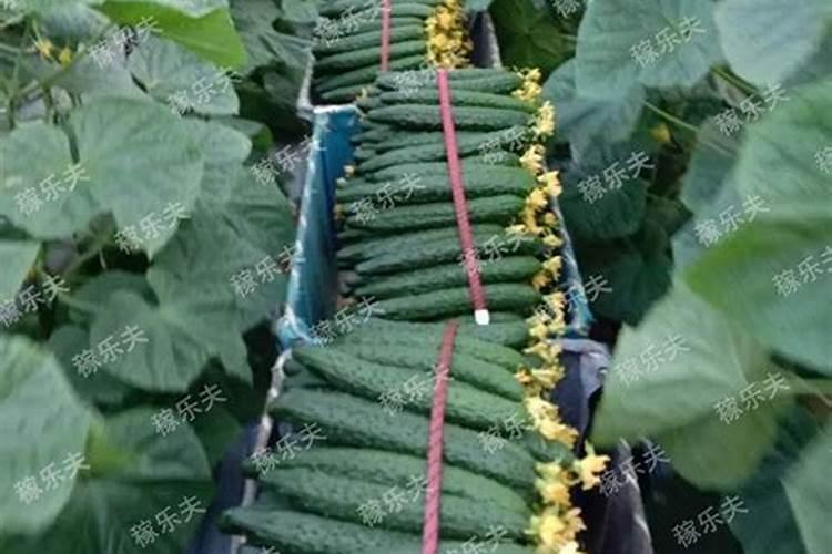 自己种的黄瓜什么时候能施肥？