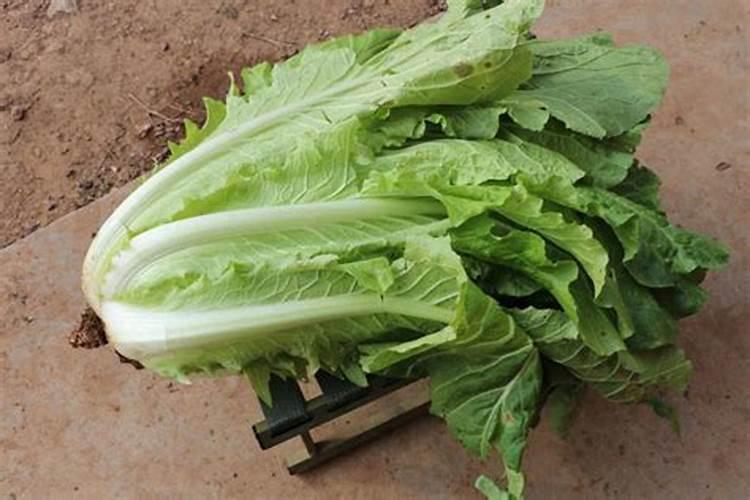 玉米叶面肥可以打茄子白菜吗？