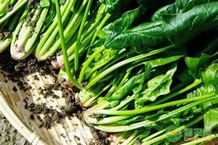 哪种肥料用于菠菜能让它长得更快