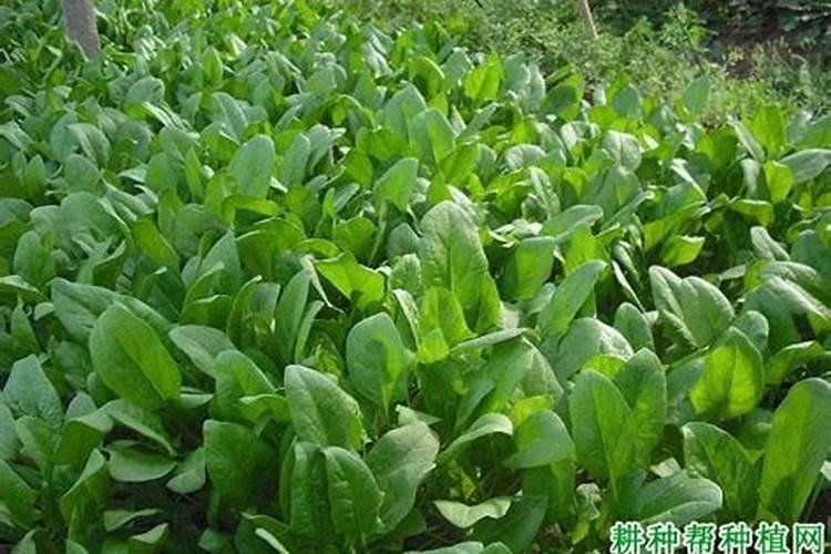 什么肥料有助于菠菜快速生长