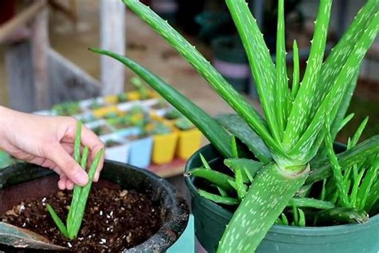 种植花生,如何施用钾和钙？