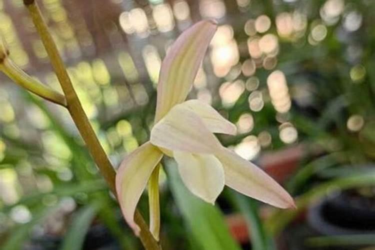 兰花种植方法
