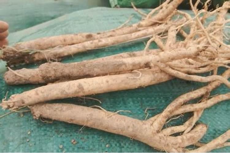 兰花最实用的肥料小妙招(兰花如何施肥管理才能开花)