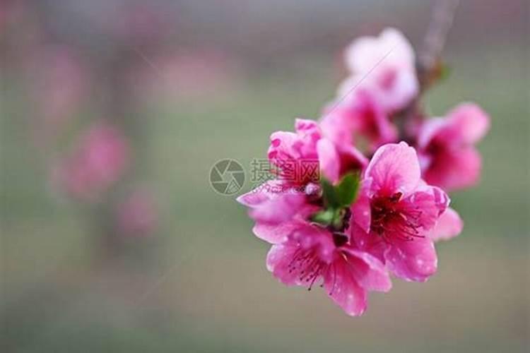 芸苔素在桃树花前喷施什么时间好？