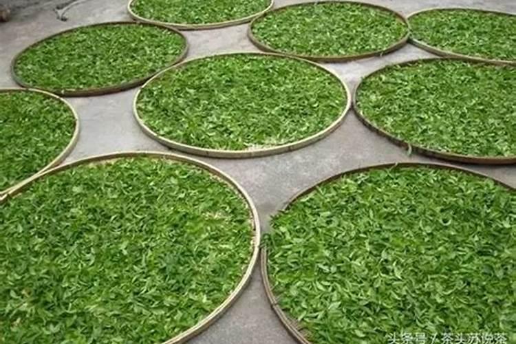 普洱茶有什么特别的栽培技术？