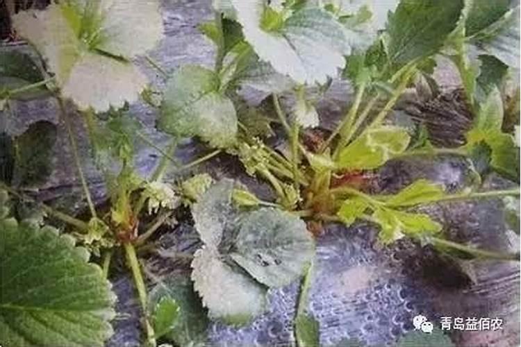 红心火龙果如何种小盆栽