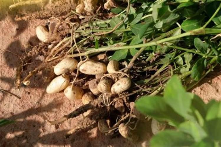 花生怎样种植和管理才能高产？