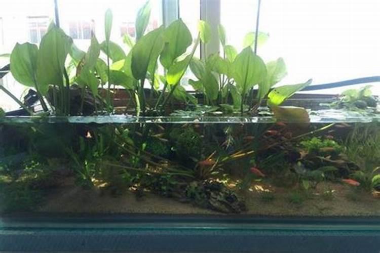 什么种类的水生植物好养？