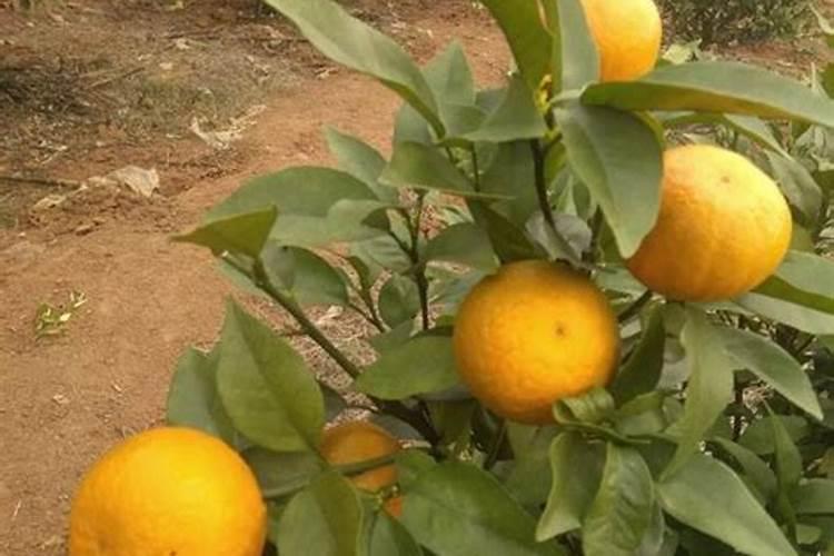 沃柑初果期种植管理技巧 沃柑养殖方法总结