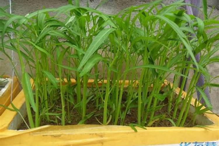 空心菜优质高产是关键,空心菜优质高产的栽培管理要点是什么？