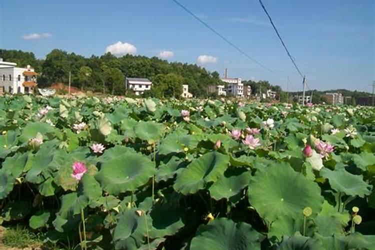 “太空莲”怎样种植？