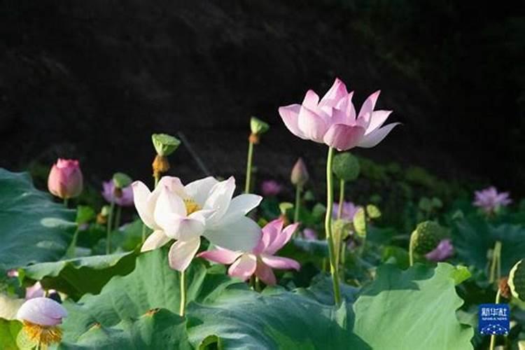 早熟莲藕怎样种植