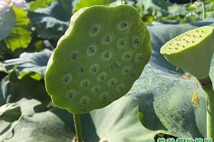 湘莲种植注意事项
