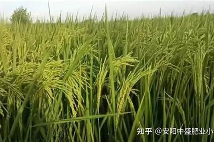 谷子一亩用高钾肥多少斤合适呢视频？