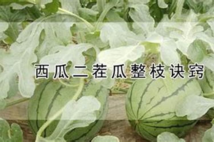 怎么种西瓜？