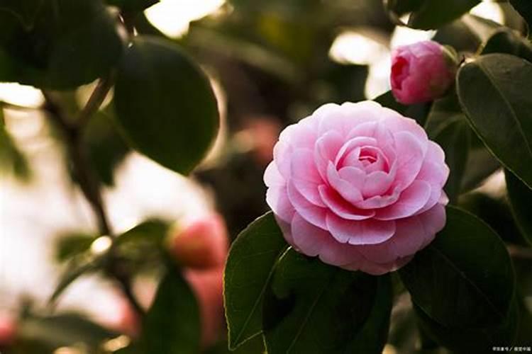 山茶花开花时能施肥吗,开花期施什么肥