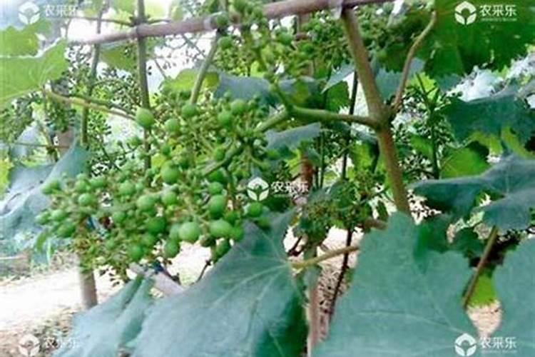 葡萄什么时候上肥料最好