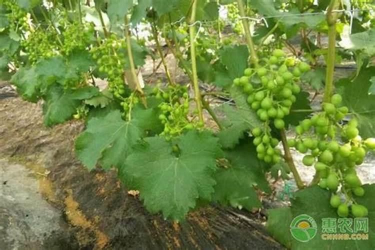 第一年葡萄小苗施什么肥(刚种葡萄苗用什么肥料长得快)