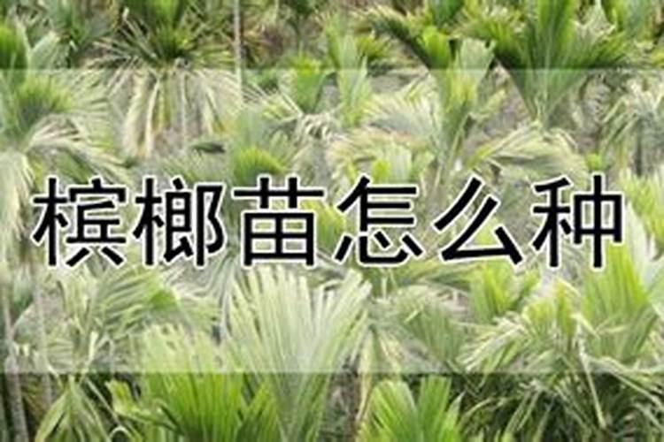 槟榔催花技巧