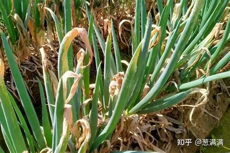 大葱叶干尖怎么办