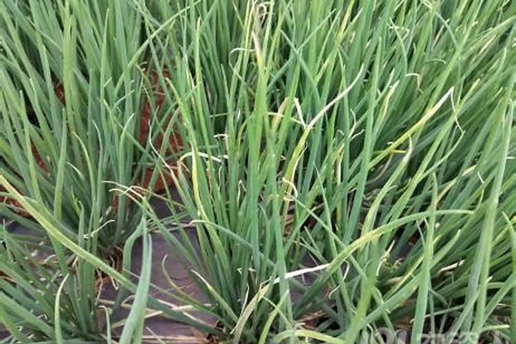 大葱叶片出现白点干尖现象,应该如何解决？