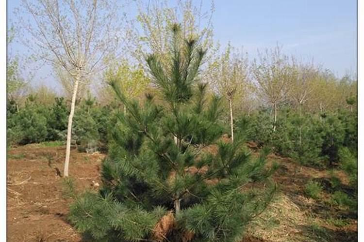 芝麻价格最新市场行情怎么样？