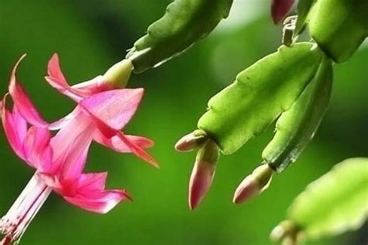蟹爪兰的叶子发黄应该用什么肥料