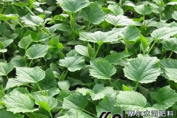 兰花刚栽上要浇水吗 刚栽上的兰花怎么浇水
