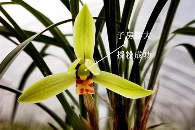 黄腐酸钾有机水溶肥