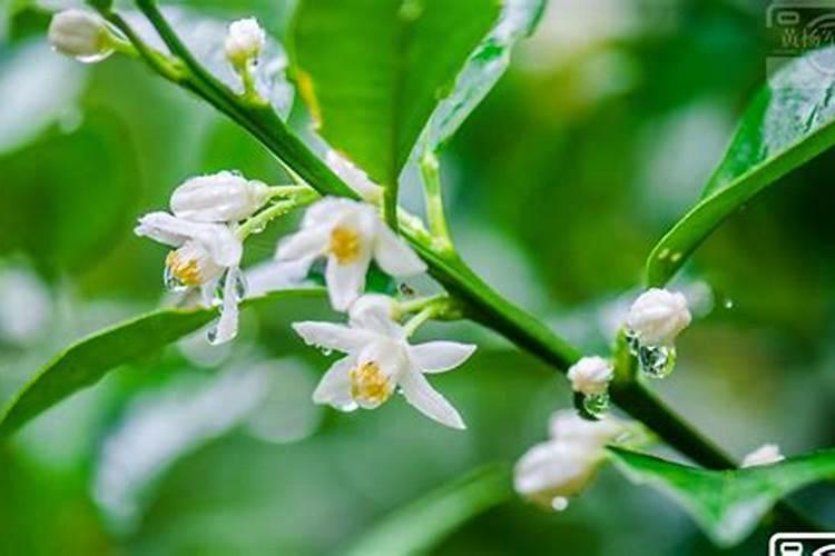 金桔开花后怎么防止落果