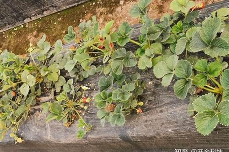 草莓挂果期用什么肥料