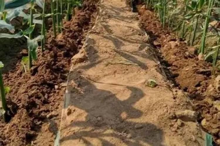 种植农作物的时候使用腐熟的黄豆粉做肥料,有什么好处？