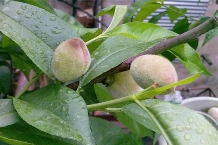 啶虫脒,芸苔素,磷酸二氢钾,三要放在一起喷施可以吗？