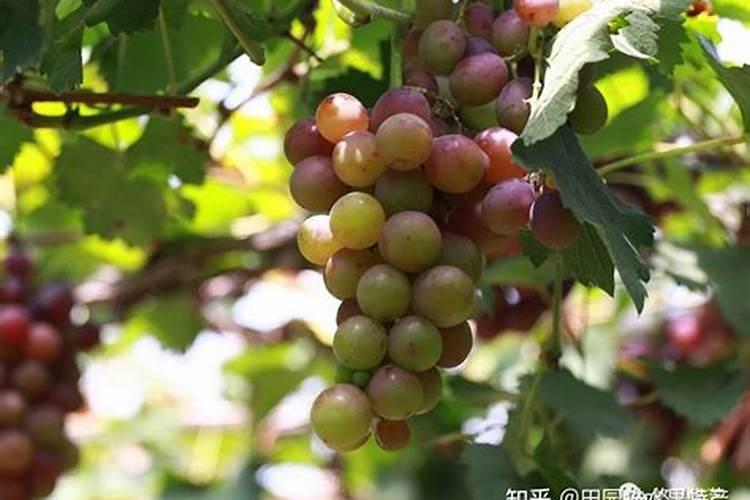 巨峰葡萄花后怎么施肥好