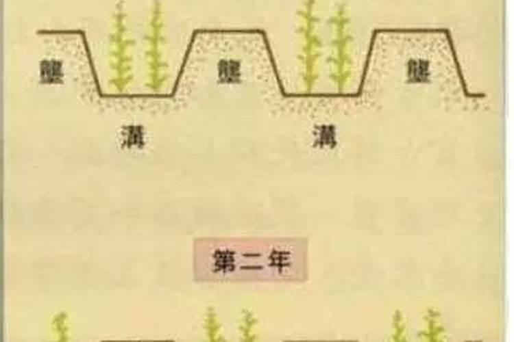 幸福树叶子发蔫原因及补救方法