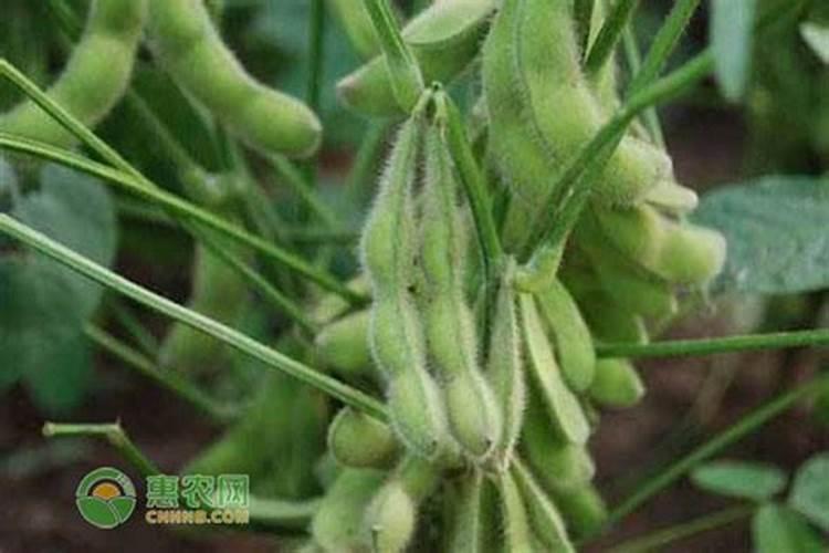 种毛豆的方法及过程