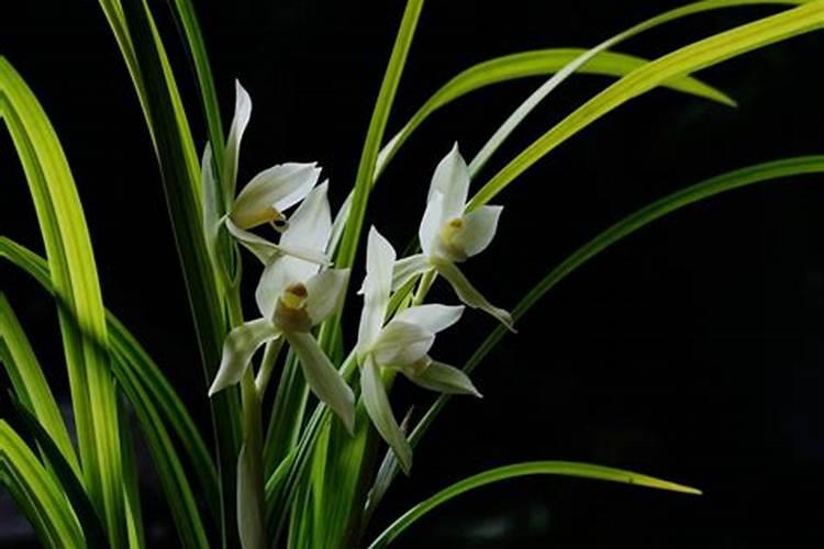 兰陵王黄金山二氢钾同时可以给兰花施肥吗