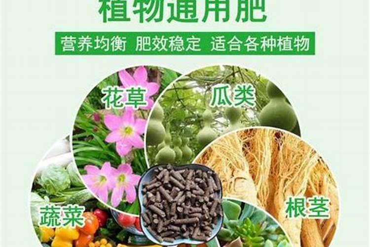 种辣椒不用地膜可以吗