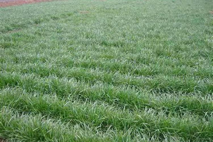 麦冬草种植方法