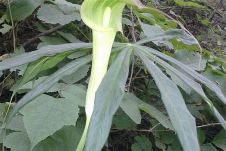 天南星科观音莲的养殖方法