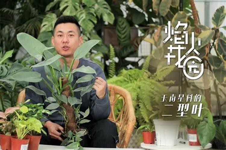 龟背竹如何施肥 龟背竹施什么肥最好