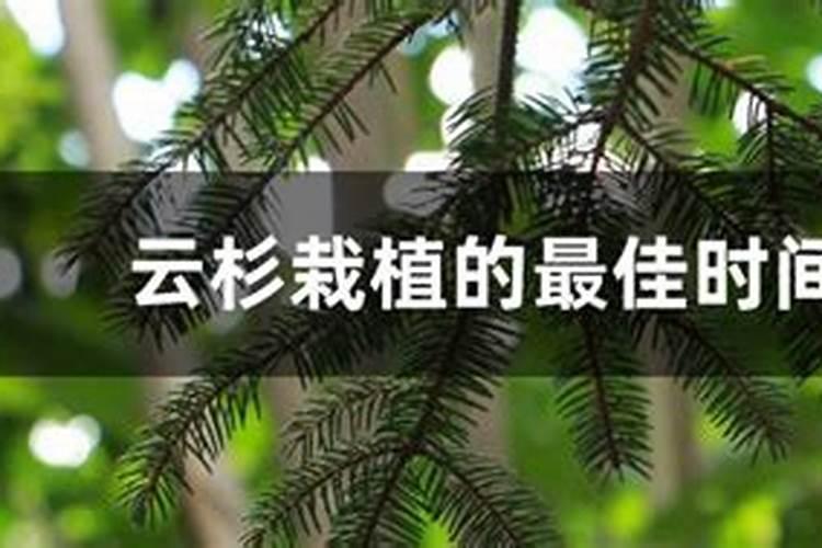 云杉树叶发黄是怎么回事