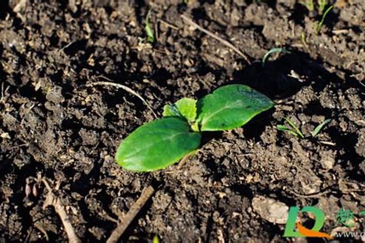 洋丰复合肥15一15一15种菜能不能用